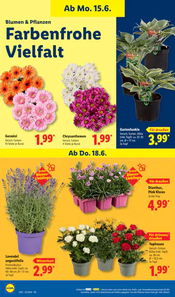 Lidl Prospekt ab 15.06.2026 - Seite 3